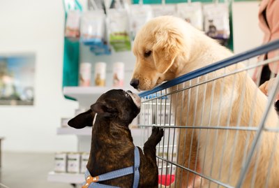 6 Stores You Never Knew Were Dog-Friendly