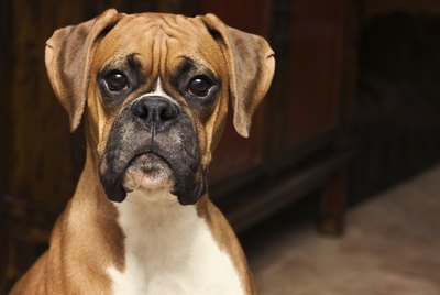 Boxer Dog Breed Facts & Information