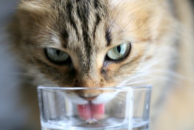 Why Does My Cat Drink From My Water Glass?
