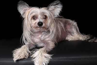 Chinese Crested Dog Breed Facts & Information
