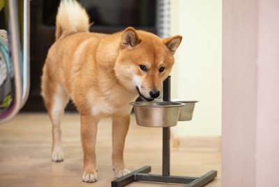 Can You Train Food Aggression Out of a Dog?