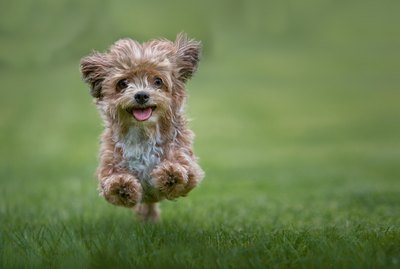 How to Identify a Non-Purebred Yorkie
