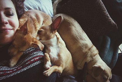 How To Tell Your Dog He Can't Sleep On Your Bed