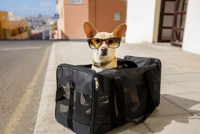 Are Pets Allowed on Amtrak?