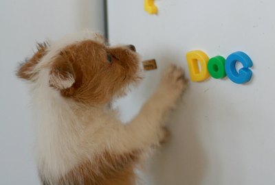 Do Dogs Use Earth's Magnetic Fields to Navigate?