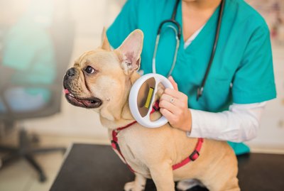 How Do I Know if My Dog is Microchipped?