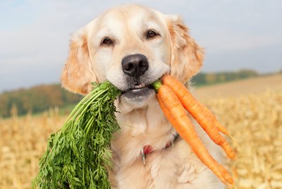 Can Dogs Eat Carrots?