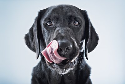 Can Dogs Eat Nutritional Yeast?