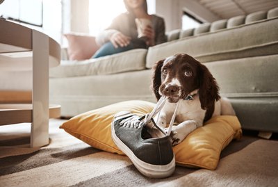 20 Dogs Who Are Up To No Good