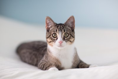 Why Does My Cat Attack Me When I Get Into Bed?