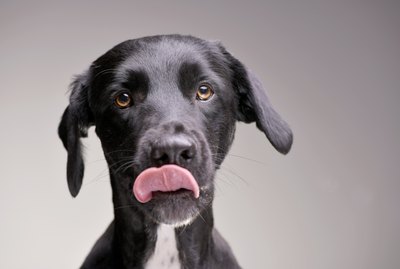 Can Dogs Eat Skittles?