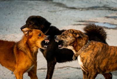 How to Safely Break Up a Dog Fight