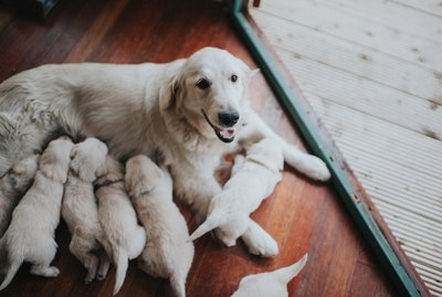 How to Pull a Stuck Puppy Out of the Birth Canal