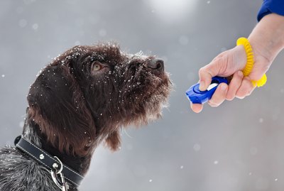 The Beginner's Guide to Clicker Training