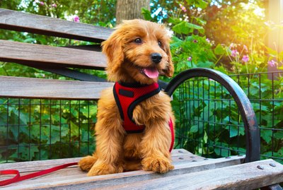The 8 Best Harnesses For Small Dogs