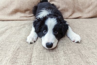 How Do I Get Dried Poop off My Puppy's Butt?