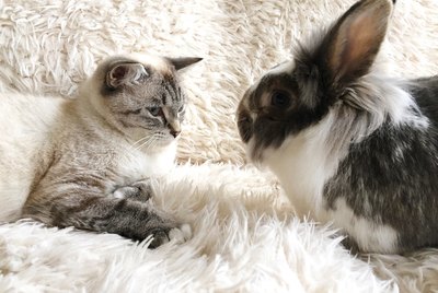 Rabbits or Cats: Which is Best For a Small Apartment?