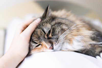 Do Cats Recognize Faces?