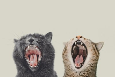 Are Cats Affected by Other Cats' Moods?
