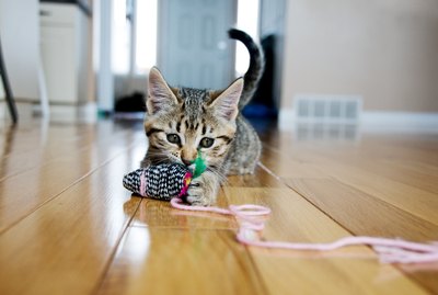 8 Things I've Learned From Fostering Kittens