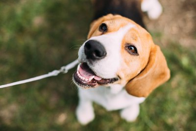 List of Short-Hair Dog Breeds