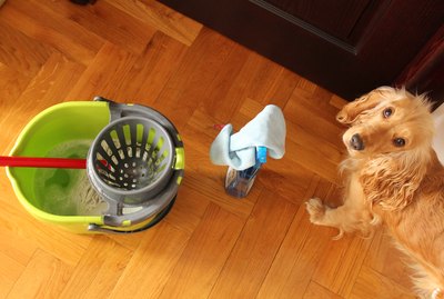 Is Lysol Daily Cleanser Safe To Use Around Pets?