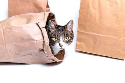 Why Does My Cat Love Playing With Trash?