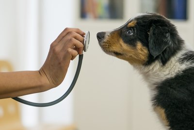 Sporotrichosis in Dogs: Signs, Symptoms, and Treatment