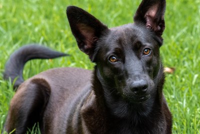 How to Clean Your Dog's Ears & How Often to Do It