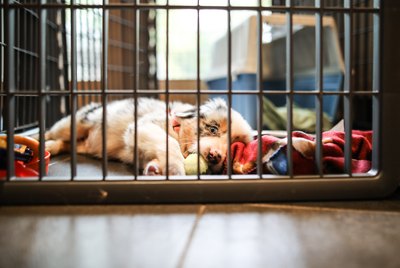 Do I Have to Crate Train My Dog?