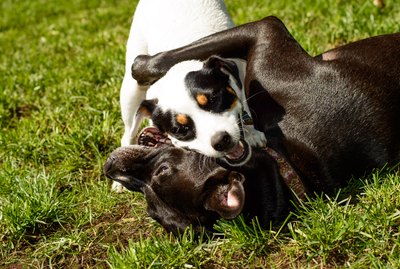 Are My Dogs Playing or Fighting?