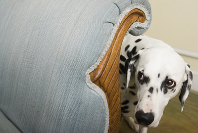 Signs & Symptoms Of Blastomycosis In Dogs