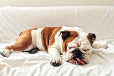 Can Dogs Have Sleep Apnea?