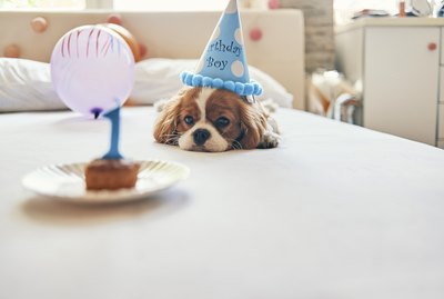Is My Dog Lonely Without Another Dog?