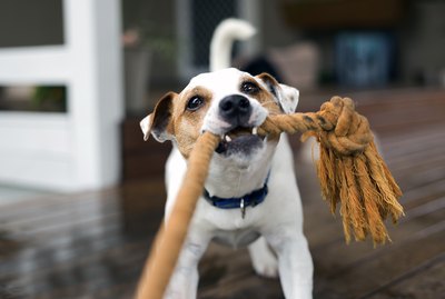 The 12 Best Toys for Small Dogs