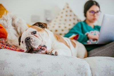 6 Crucial Tips For Working From Home When You Have a Dog