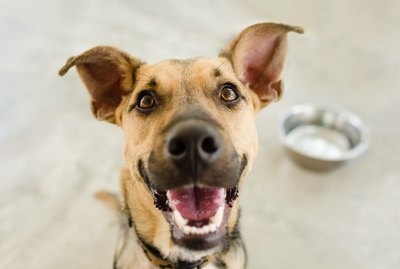 Can Dogs Eat Grapefruit?