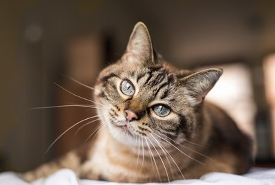 136 Hippie Cat Names