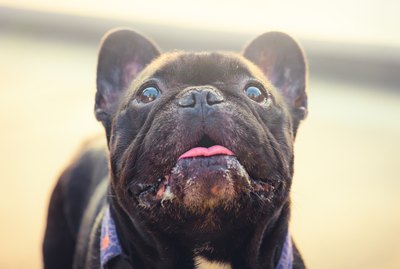 Why Do Dogs Live Such Short Lives?
