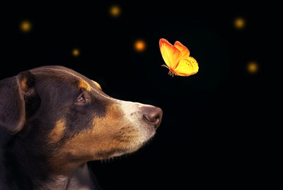 Can Cats & Dogs See in Ultraviolet?