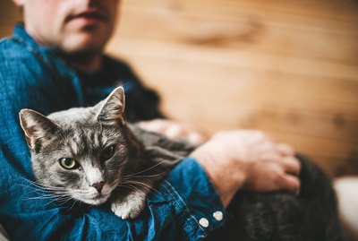 Are Cats Nocturnal?