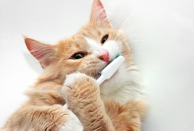 Should I Brush My Cat's Teeth?