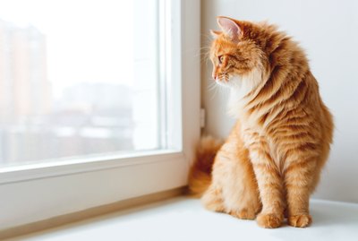 Why Do Cats Love Looking Out Windows?