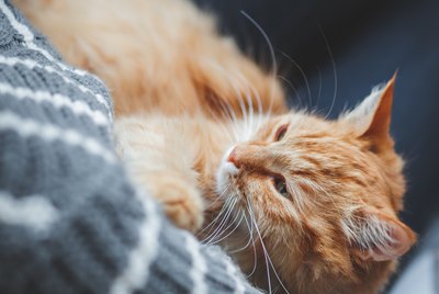 Why Does My Cat Like to Cuddle After Eating?
