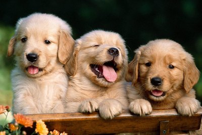 Can I Tell How Big My Puppy Will Get From Its Paws?