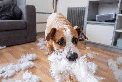 Homemade Spray to Use So Dogs Will Not Chew on Furniture