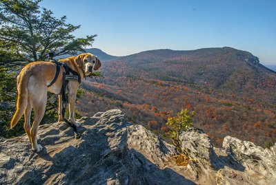 Tips for Hiking With a Dog