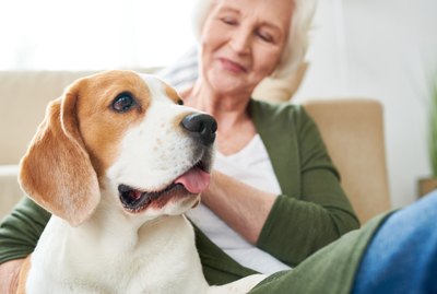 How Do you Certify a Dog as an Emotional Support Animal?