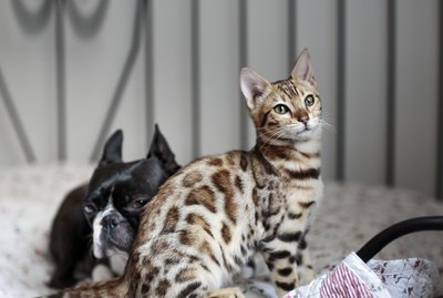 The Symptoms & Treatment of a Dog or Cat With Allergies