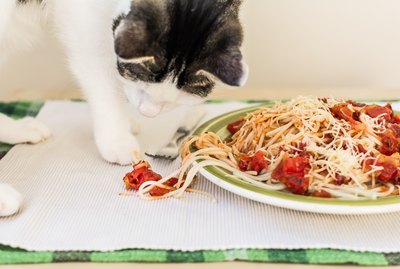 107 Italian Cat Names That Will Make You Say 'Ciao, Meow'